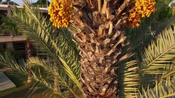 Mooie tropische palmboom van dichtbij. — Stockvideo