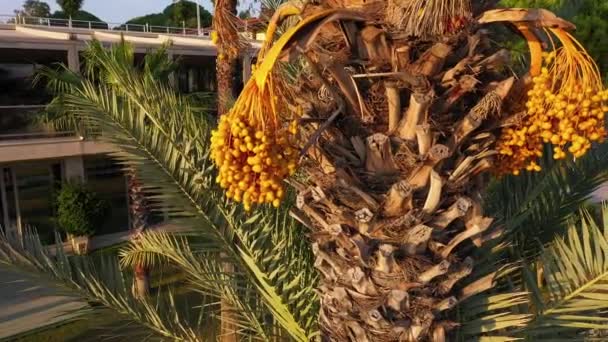 Tułów drzewa palmowego zbliżyć. — Wideo stockowe