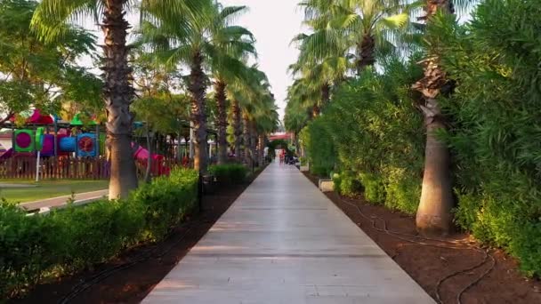 Tropical palm tree alley at resort. — Stock Video