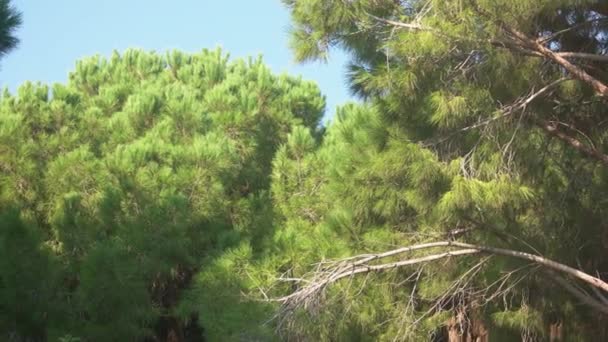 Árboles de pino verde contra el cielo azul . — Vídeos de Stock