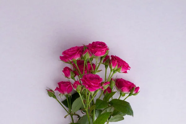 Csokor vagy rózsaszín rózsa. — Stock Fotó