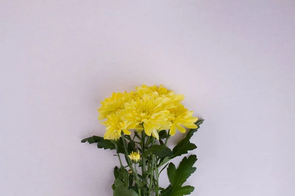 Flores amarelas brilhantes isoladas no fundo branco . — Fotografia de Stock