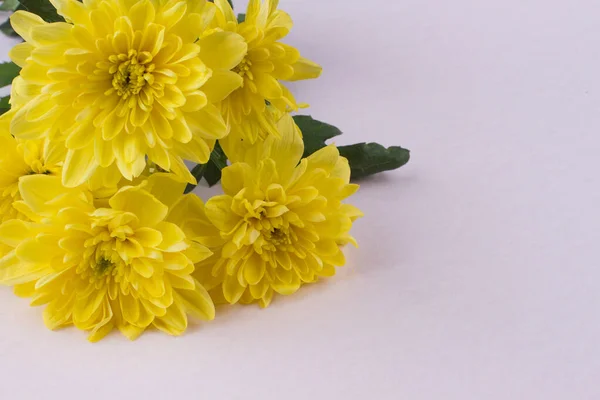 Gros plan fleurs jaunes en fleurs sur un fond blanc. — Photo