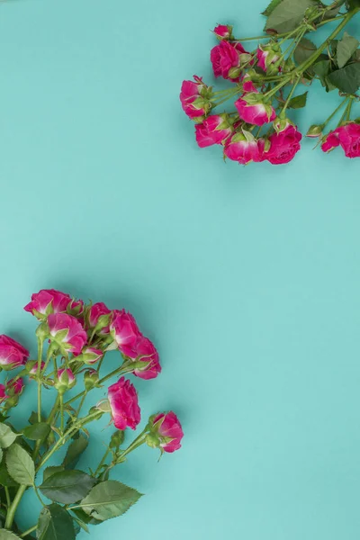 Τριαντάφυλλο λουλούδια σε τυρκουάζ φόντο με αντίγραφο χώρου. — Φωτογραφία Αρχείου