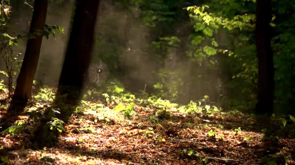 RC монстр автомобіль в лісовій позашляховій гонці . — стокове відео