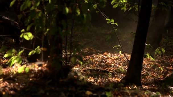 Juguete monstruo allterrain coche en el bosque. — Vídeo de stock