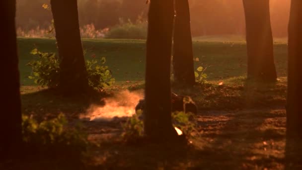 Modello di auto in miniatura rc in una foresta. — Video Stock