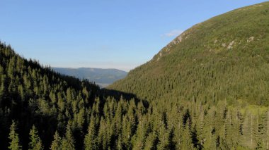 Evergreen orman yamacı.