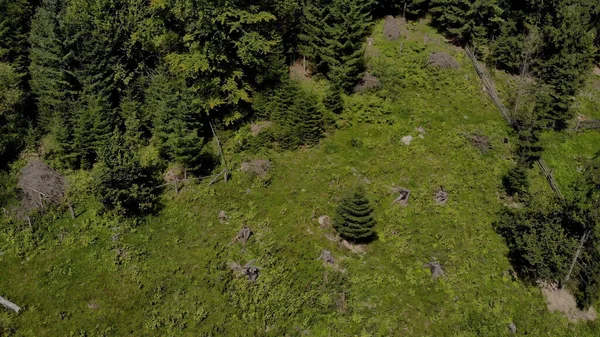 Topview of the meadow in green forest. — Stock Photo, Image