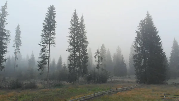 Sad nature landscape in fog.