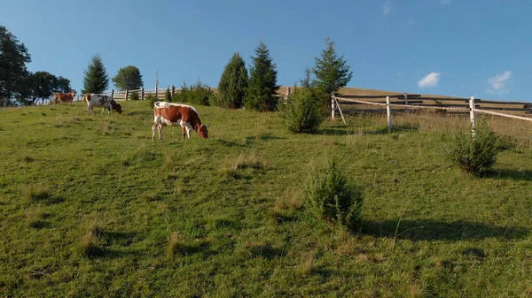 Manada de vacas pastando en el prado. — Foto de Stock