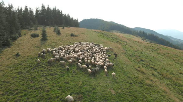 Shepherd is grazing sheep in the mountains.