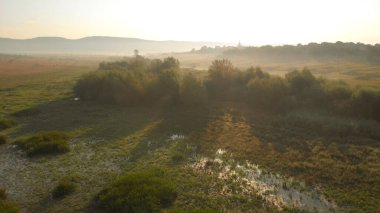 Yeşil otlarla kaplı bataklık arazisi.