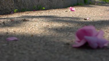 Güneşli bir günde asfalt yolda koşan birçok karıncayı kapatın. Asfaltta küçük böcekler grubu.