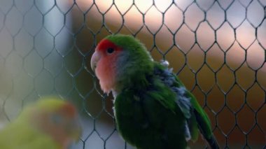 Tel örgüde oturan güzel renkli bir papağana yaklaş. Hayvanat bahçesindeki egzotik vahşi hayvan.