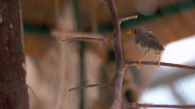 Şirin, minik egzotik kuş kafeste dalda oturuyor. Hayvanat bahçesindeki tropikal kuş.