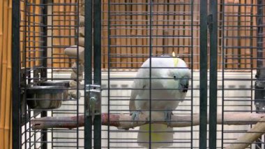 Metal kafeste oturan büyük beyaz papağan portresi. Hayvanat bahçesindeki güzel papağan.