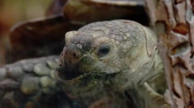 Hayvanat bahçesinde camların arkasında sürünen büyük kaplumbağanın detaylı görüntüsü. Tropik sürüngen kaplumbağa..