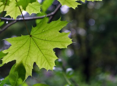 Akçaağaç yağmurdan sonra ayrılıyor.