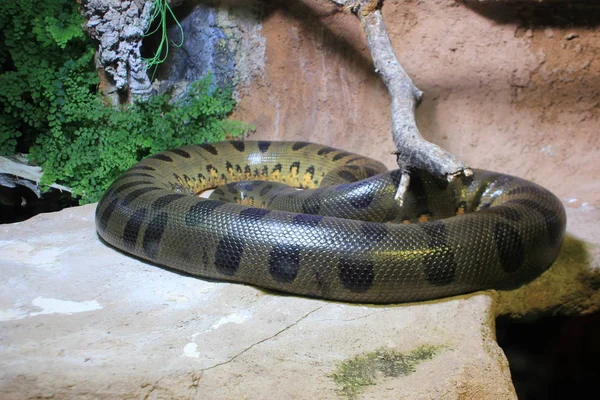 Stor Orm Gömmer Sig Terrarium Ett Zoo — Stockfoto