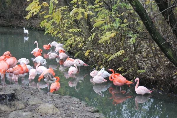 Pink flamingos in a river in a zoo