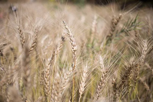 Goudkorenveld Zonnige Dag Stockafbeelding