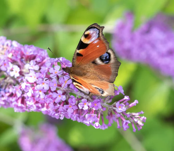 Yazın pembe çiçek bahçesinde kızıl amiral kelebeği