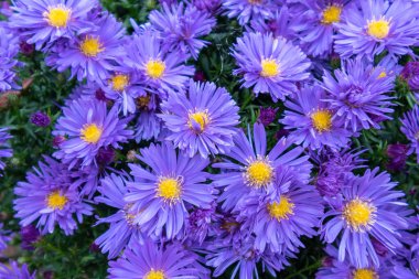 Alp Aster (Aster alpinus). Mor çiçekli dekoratif bahçe bitkisi. Kaya bahçesi için çok güzel bir bitki. Çiçek arkaplan ve mor aromalı doğal desen.