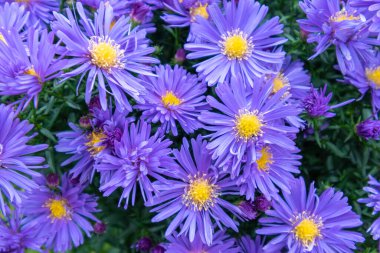 Alp Aster (Aster alpinus). Mor çiçekli dekoratif bahçe bitkisi. Kaya bahçesi için çok güzel bir bitki. Çiçek arkaplan ve mor aromalı doğal desen.