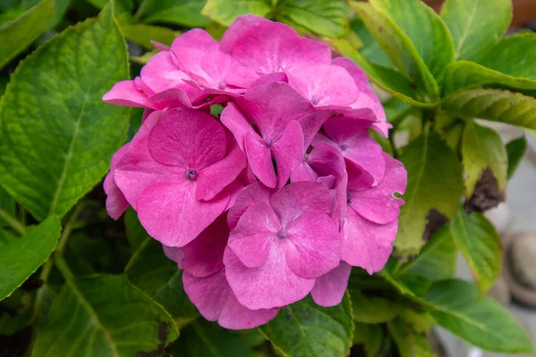 Большой Цветок Розовой Гиагрии Крупными Зелеными Лепестками — стоковое фото