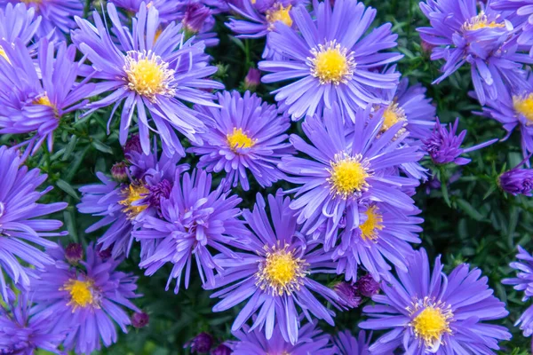 Aster Alpejski Aster Alpinus Dekoracyjna Roślina Ogrodowa Fioletowymi Kwiatami Piękna — Zdjęcie stockowe