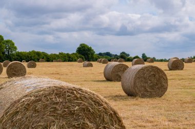 Hasat zamanı. Gökyüzü bulutlu tarlada saman balyaları
