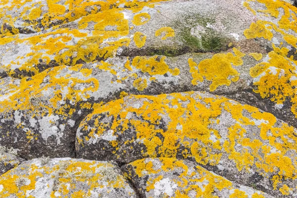 Stone Overgrown Yellow Moss Stone Mossy Background Close Shot — Stock Photo, Image