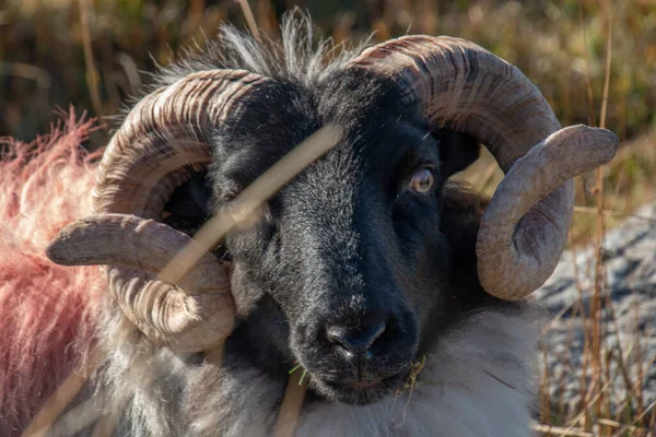 Ausgewachsene Männliche Schafe Ram Fotografiert Connemara Irland Der Nähe Des — Stockfoto