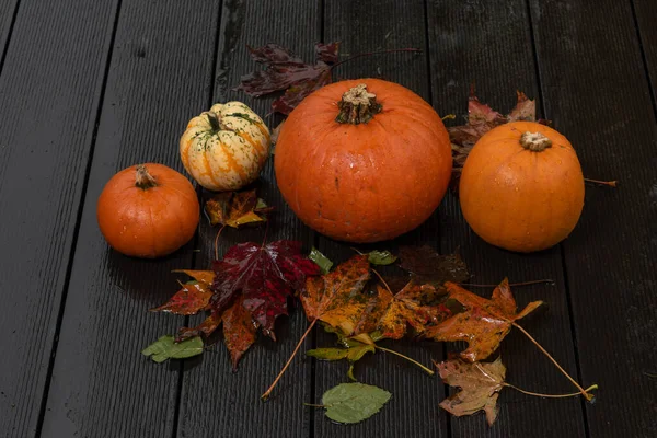 Citrouilles sur le pont mouillé, préparation de fête d'Halloween — Photo