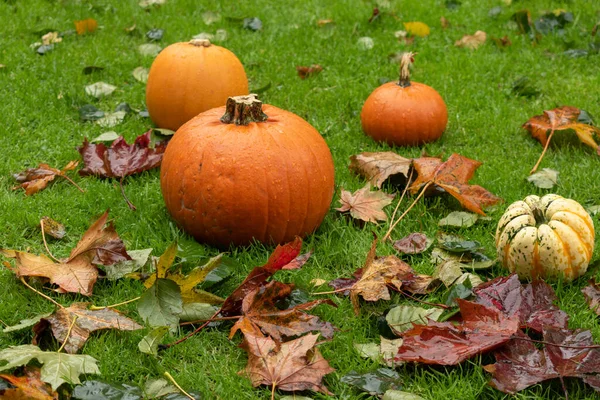 Dýně na mokré trávě whit podzim spadl listy — Stock fotografie