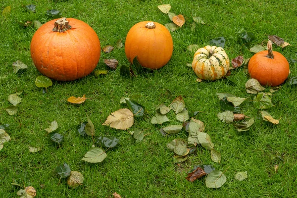 Dýně na mokré trávě whit podzim spadl listy — Stock fotografie