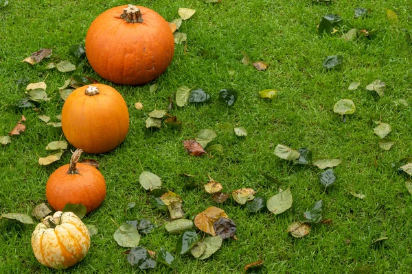 Citrouilles sur herbe humide fouet automne feuilles tombées — Photo