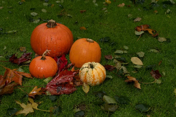 Подготовка Хеллоуину Тыквы Мокрой Траве Осенние Опавшие Листья — стоковое фото