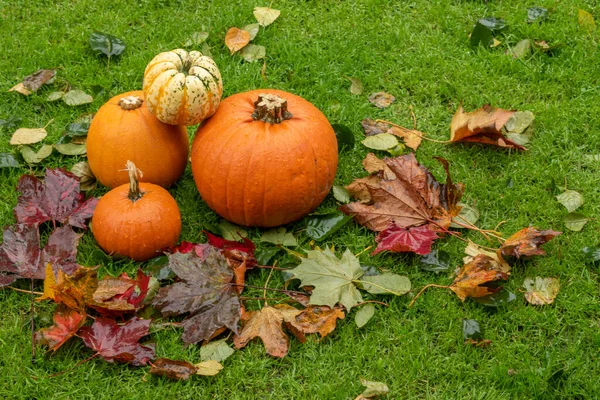 Příprava Helloween Dýně Mokré Trávě Podzimní Spadané Listy — Stock fotografie