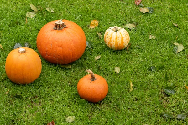 Préparation Pour Halloween Citrouilles Sur Herbe Humide Whit Automne Feuilles — Photo