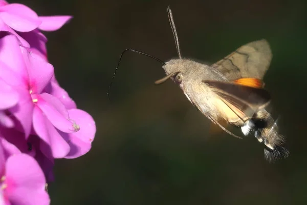 Koliber Motylkowy Macroglossum Stellatarum Pije Nektar Kwiatów Floksu — Zdjęcie stockowe