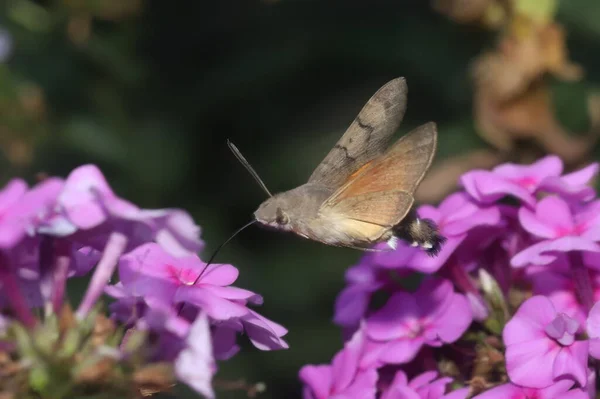 Butterfly hummingbird hawk-moth (Macroglossum stellatarum) drinks nectar from phlox flowers.