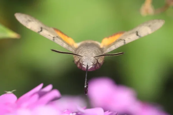 Schmetterling Kolibri Falter Macroglossum Stellatarum Trinkt Nektar Aus Phloxblüten — Stockfoto