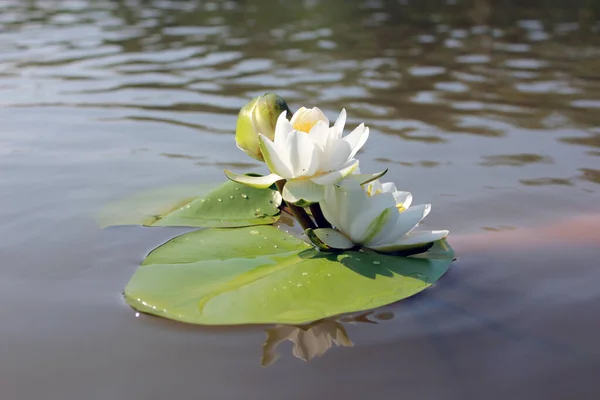 Canon EOS 650D 1 / 1000s F4.5 ISO100 33mm