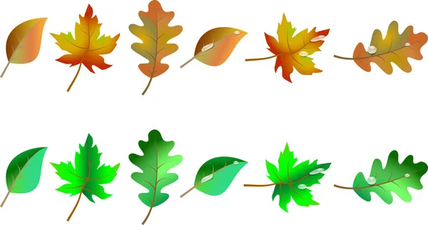 Ensemble Feuilles Printemps Automne Avec Gouttes — Image vectorielle