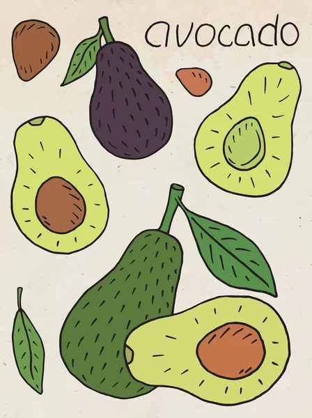 Abacate Doce Suculento Comida Exótica Verão Bela Mão Desenhada Ilustração — Vetor de Stock