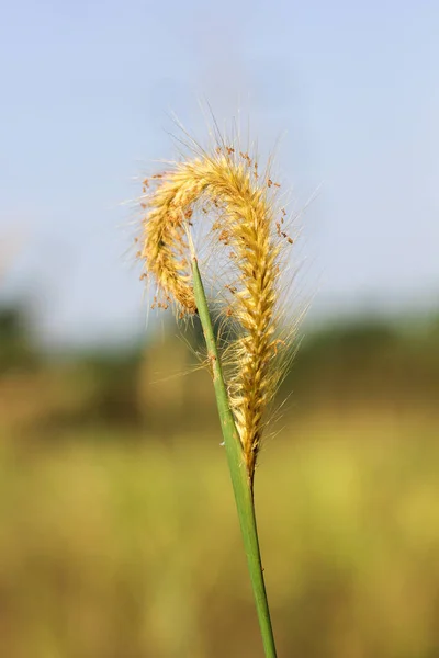 Grovt Gräs Bogor Västra Java Indonesien — Stockfoto