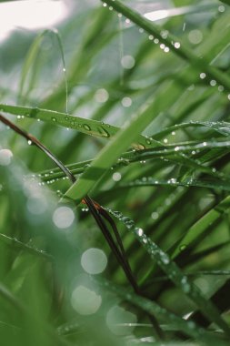 Çimlerin üzerindeki çiy tanesi