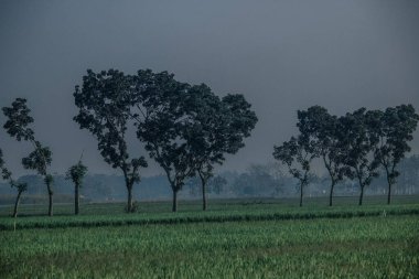 Sisteki ağaçlar, Sukoharjo, Orta Java, Endonezya
